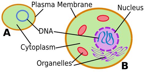 Does an animal cell have a ribosome. Chromosomes: Structure & Physical Features | Study.com