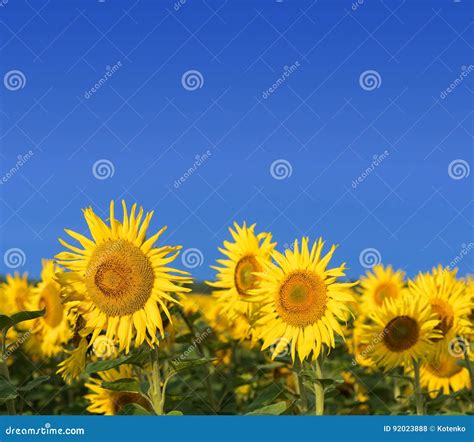 Field Of Sunflowers Against The Blue Sky Stock Photo Image Of