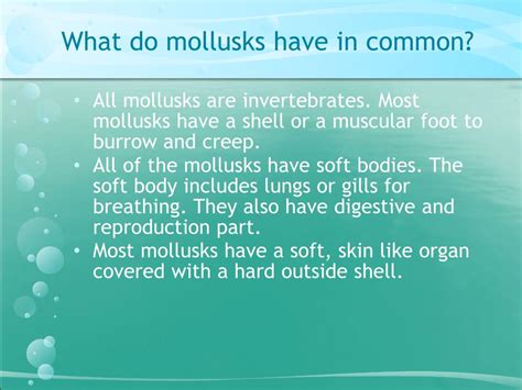 PPT - Mollusks PowerPoint Presentation, free download - ID:2200735