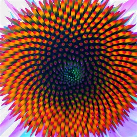Flower Spiral Patterns In Nature Jamies Witte