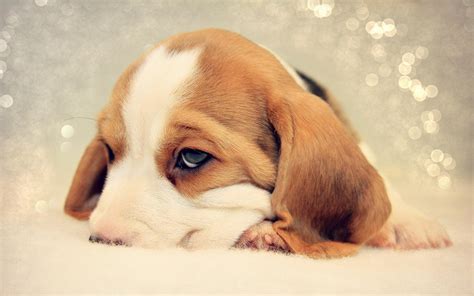 Sad Beagle Puppy Nuzzled In Bed Wallpapers And Images Wallpapers