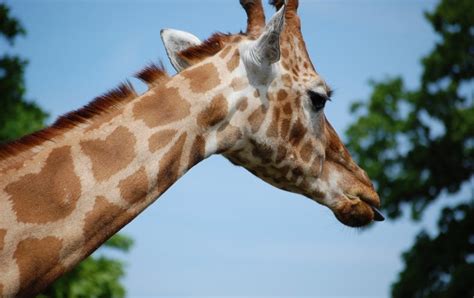 Genome Reveals Why Giraffes Have Long Necks Scientific American