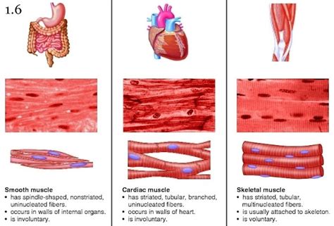 Mini Handbooks: Muscular System