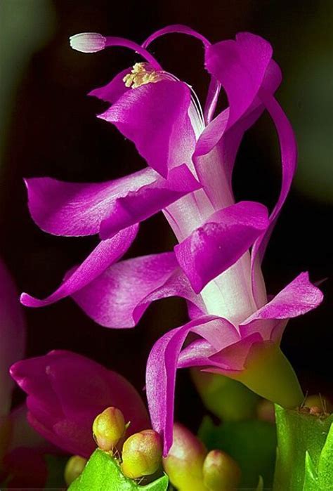 I had one in ohio for years in my kitchen window and it bloomed for me every year for many years. Flor de maio, Schlumbergera truncata, é uma cactácea ...