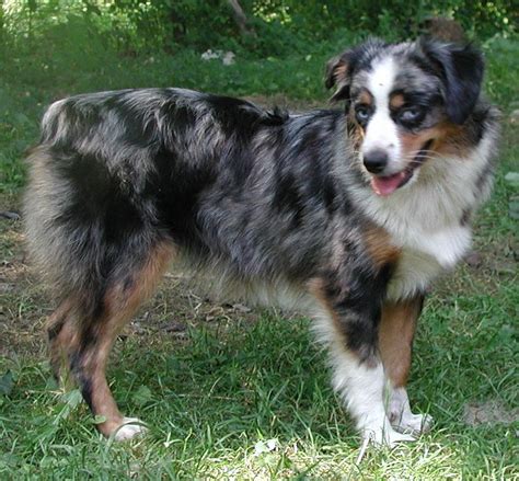 Tootsie Is A 15 15 Inch Tall 24 Pound Stocky Built Blue Merle
