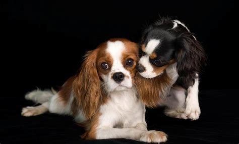 Maybe you would like to learn more about one of these? Cavalier King Charles Spaniel: Razza - Descrizione ...