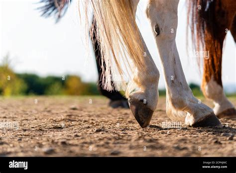 Descansando Una Pata Trasera Fotografías E Imágenes De Alta Resolución Alamy