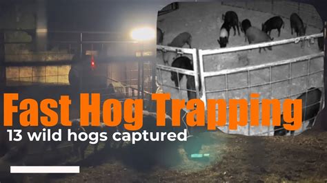Trapping Wild Hog In Two Days Youtube