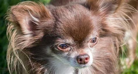 Prurito cane: cause e rimedi - Idee Green