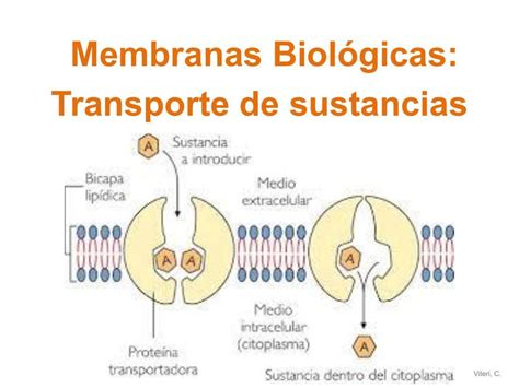 Membranas Biológicas Transporte De Sustancias Cinthya Viteri Udocz