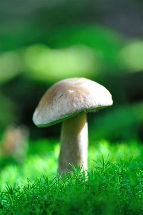 Mushroom On Moss Stock Image Image Of Single Spores 1263997