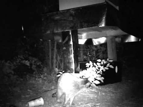 Afraid of humans and mostly hidden from sight. Finally, a Raccoon-Proof Feral Cat Feeder !! - YouTube