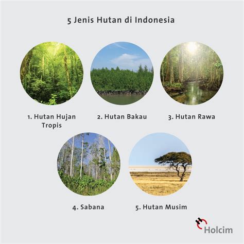 5 Jenis Jenis Hutan Di Indonesia Beserta Ciri Ciri Lokasi And Gambarnya