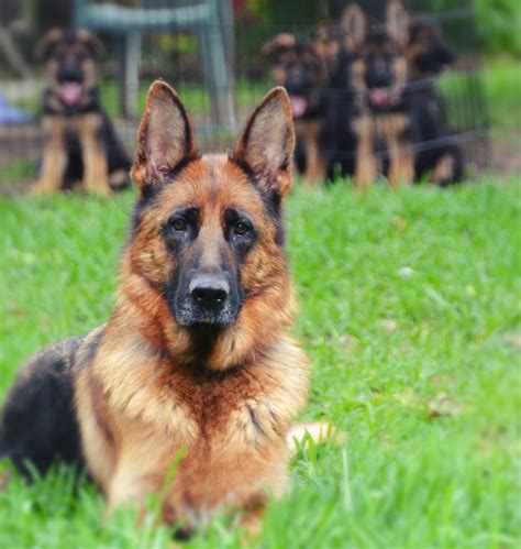 Contact Us For A German Shepherd Puppy in Texas