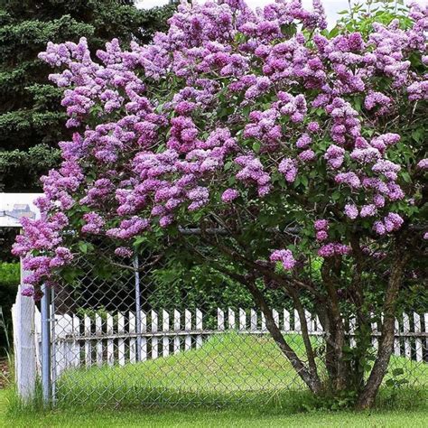 Lilac Tree Shrub Syringa Vulgaris Seeds Etsy