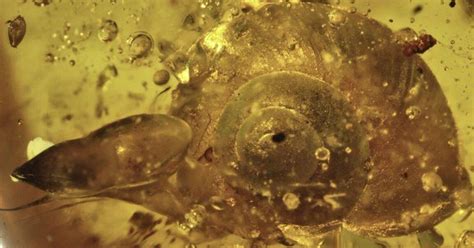 Snail 99 Million Years Old Stunningly Preserved In Amber Cnet