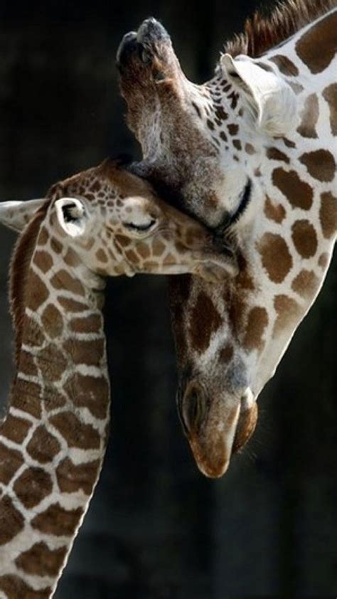 Giraffe Love Wallpaper 2021 Live Wallpaper Hd Super Cute Animals