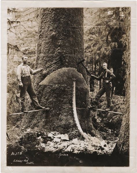 Early Logging Photos Show The Taming — And Tarnishing — Of Washington
