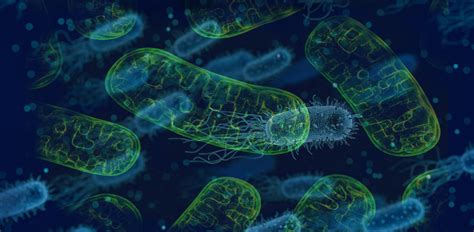 Mitochondria are double membrane bound cytoplasmic organelles present in most eukaryotic cells. MITOCHONDRIA, cell's POWERHOUSE a bacteria?! - Shasthra Snehi