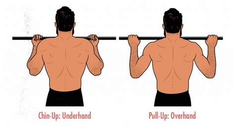 Chin Ups Vs Barbell Rows For Back And Biceps Growth