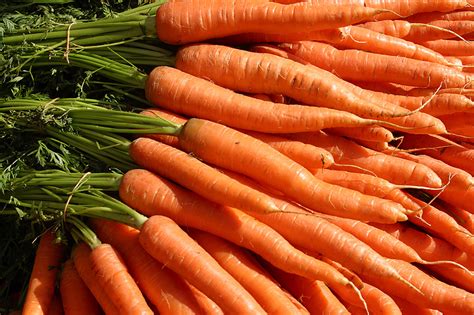 We did not find results for: Carrots: Planting and Growing Carrots | The Old Farmer's ...