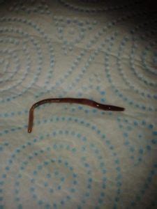 I am looking for plans to use a regular toilet in my house but it flushes into a septic tank that has composting worms in it and then has a drain field jim gardener wrote: Worm in Toilet Bowl Probably Earthworm - All About Worms
