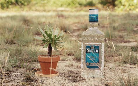 Guter Tequila: 4 beliebte Agavenbrände von 12 bis 40 Euro ...