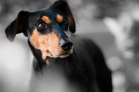 La Classifica Dei Cani Più Intelligenti Petsblog