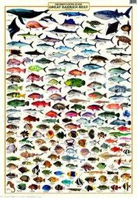 laminated fish identification poster covering the fish of the Great 
