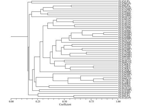 Dendrogram Derived From Random Amplified Polymorphic Dna Rapd