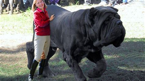 15 Biggest Dogs In The World Lema