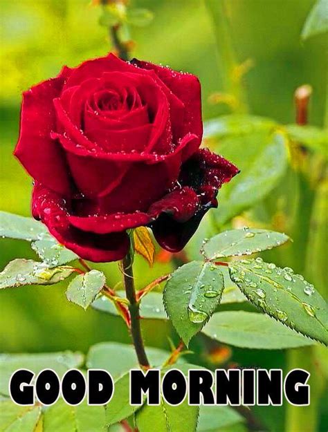 Wake up, the morning has come and night has gone with all its mysteries. Good Morning Wishes Images With Red Rose Wallpaper Pics ...