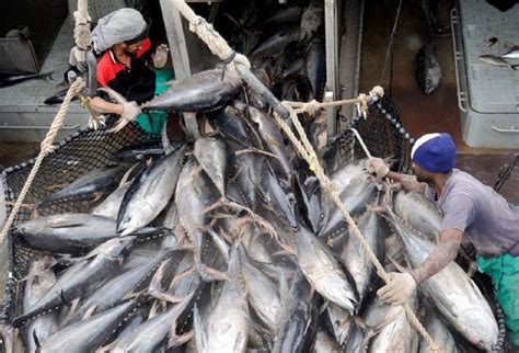 Overfishing Conservation Sustainability And Farmed Fish · Fishing
