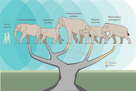 Drawing family tree genetics pic : Genetic study shakes up the elephant family tree
