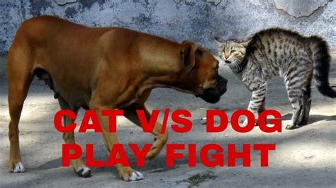 Cat Vs Dog Play Fight Youtube