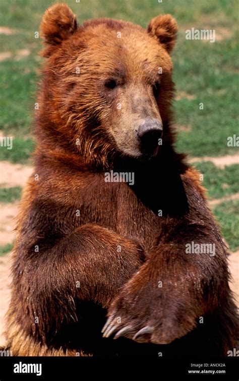 Grizzly Bear Ursus Arctos Horribilis With Folded Arms Captive Stock