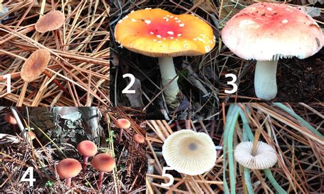 Magic Mushrooms In Florida All Mushroom Info