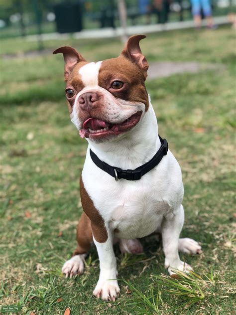 Red Seal Boston Terrier Stud - Stud Dog Florida - Breed Your Dog