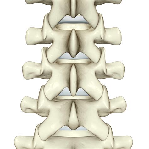Spinal Anatomy Including Transverse Process And Lamina