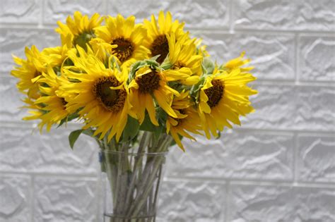 Buy Sunflowers bunch - BloomyBliss Online Flower Shop