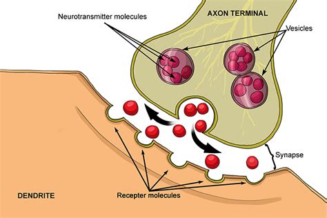 Synaptic Vesicles Tiny Sacs That Release Neurotransmitters