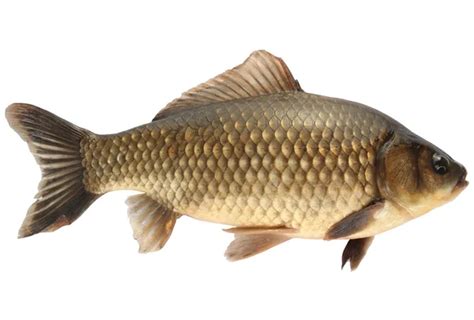 Crucian Carp Fish Isolated Side View Raised Fins Isolated Stock Photo