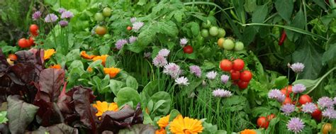 We are a garden centre providing garden & landscape supplies, landscape supplies and firewood in mississauga, milton, brampton, etobicoke, georgetown. How To Blend Edible Landscaping With Ornamentals | Toemar ...