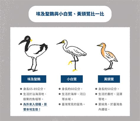 ▲嘉義東石鄉埃及聖䴉巢空拍照曝光，密密麻麻2000多隻令人頭皮發麻。 殖約有上萬隻，近日被嘉義縣野鳥學會理事長陳建樺，在嘉義東石鄉拍到埃及聖䴉巢區，密密麻麻至少 2000 多隻，如果加上外出覓食的應有 3000 多隻，且看起來. 【埃及聖䴉 二部曲：落地生根】族群暴增100倍，埃及聖䴉對生態的致命干擾 - 窩窩｜為牠發聲