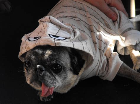 Hilarious Pug Hoodie Pug Clothes Cute Pugs Hilarious Costumes