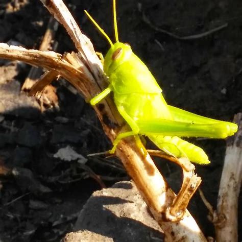 Bright Yellow Green Grasshopper Schistocerca Bugguidenet
