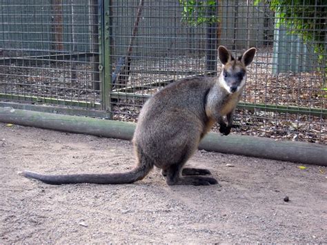 Animals have external parts that help them survive. 17 Best images about Animals with a LONG TAIL...... on ...