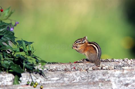 Chipmunk Eating A Berry Stock Image Image Of Gather 1573257