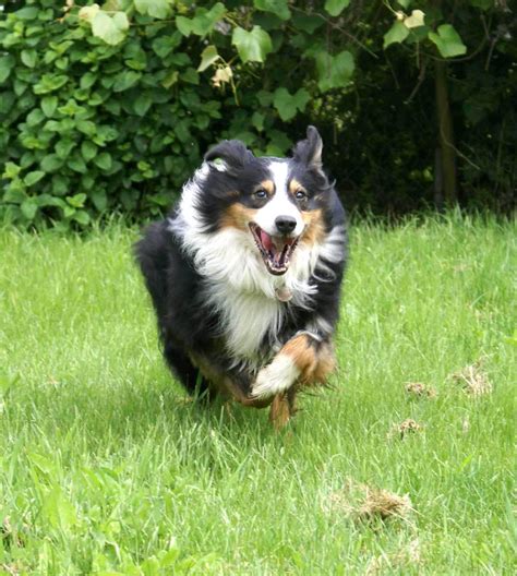 All puppies are bred for family happy temperments, noted if either shy or hyper. Clark, Black Tri Australian Shepherd. | Australian ...