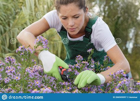 Woman Gardener Cutting Flowers Stock Image Image Of Ornamental